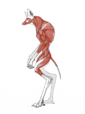 Anatomía Avanzada y Morfología Animal - Antón Martín - 2017