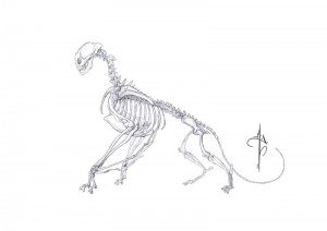 Anatomía Avanzada y Morfología Animal - Antón Martín - 2017